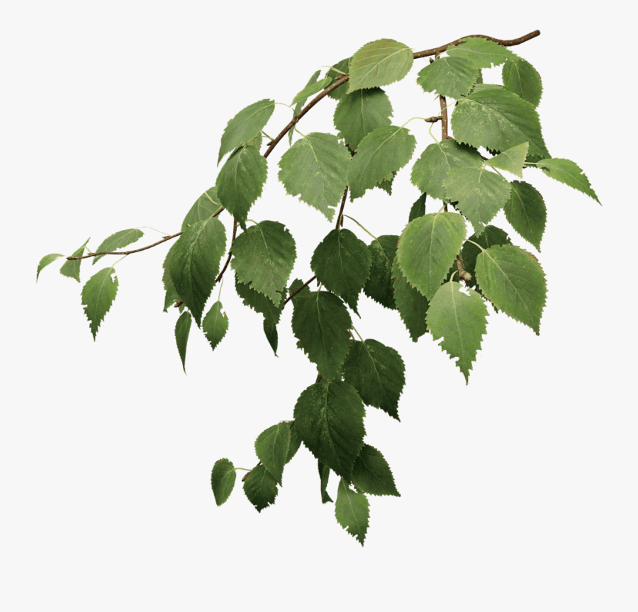 Transparent Sycamore Tree Clipart - Birch Tree Leaves Png, Transparent Clipart