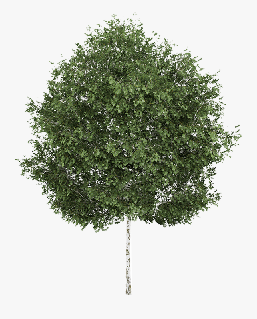 Transparent Aspen Tree Clipart - Silver Birch Png, Transparent Clipart