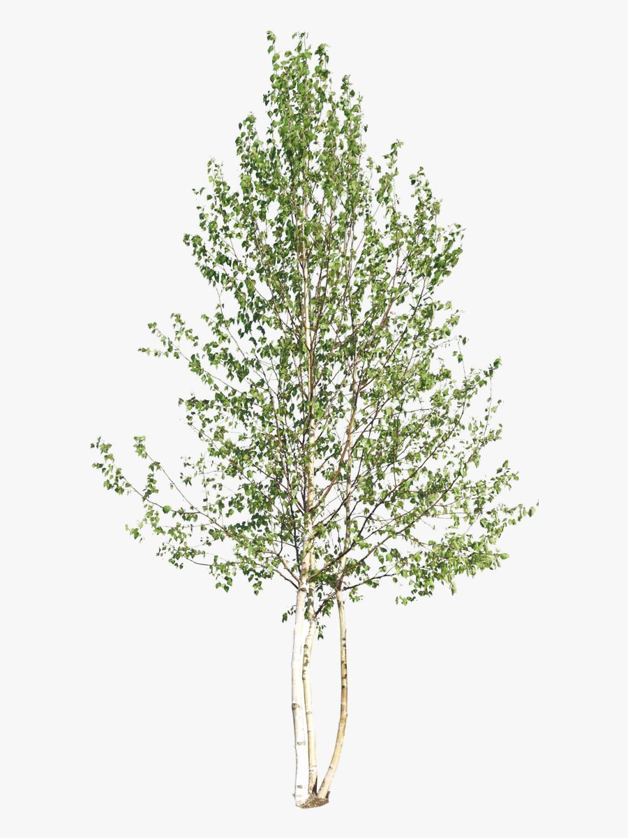 Birch Tree Clipart, Transparent Clipart