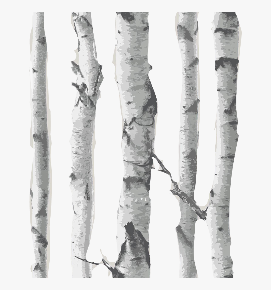 Transparent Birch Tree Clipart - Birch Tree Transparent Png, Transparent Clipart