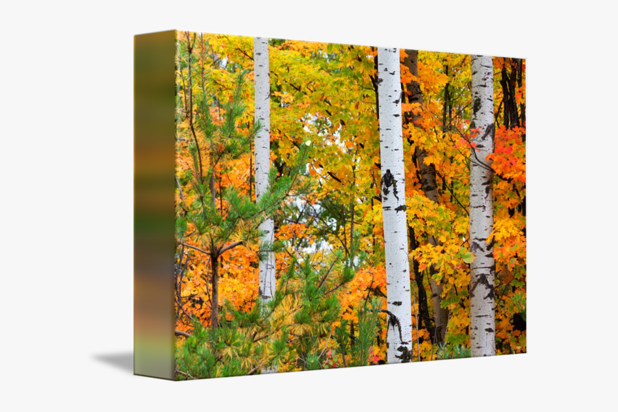 Clip Art Fall Birch Trees - Birch Trees In Autumn, Transparent Clipart