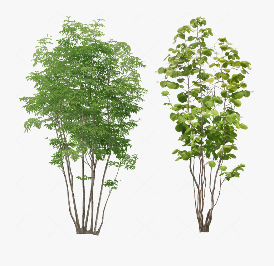 Plant Clipart Transparent Background - Tree Plant Png, Transparent Clipart