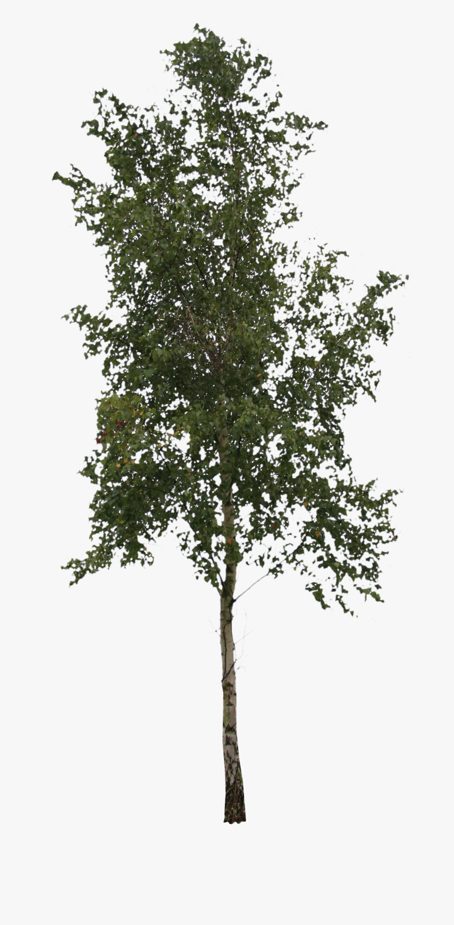 Free Png Images Trees, Transparent Clipart