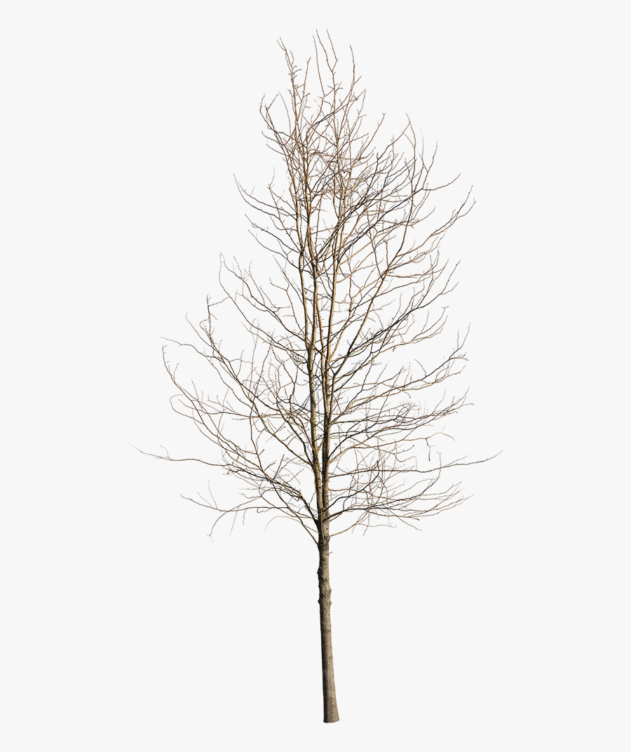 Deciduous Tree Winter Iv - Winter Tree Cut Out, Transparent Clipart