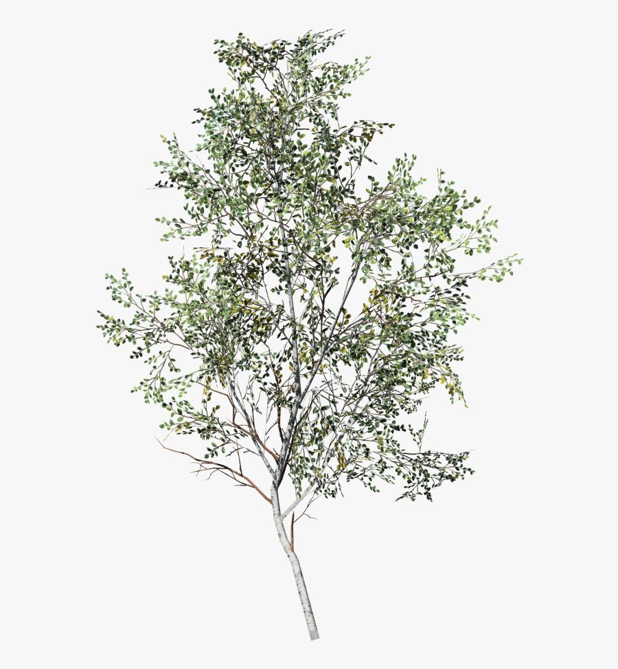 Transparent White Birch Tree Clipart - Birch Sapling, Transparent Clipart