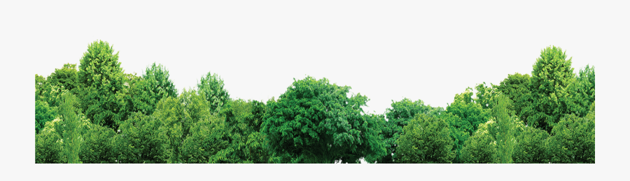 Tree Forest Trees Free Hd Image - Ps Trees Forest Png, Transparent Clipart