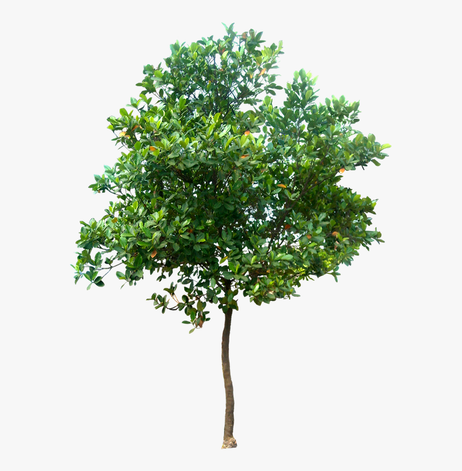 Tree Png Clipart Background - Tree Png, Transparent Clipart