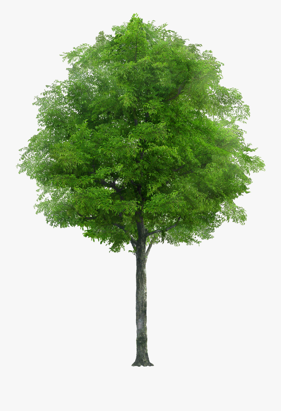 Tree Png, Transparent Clipart