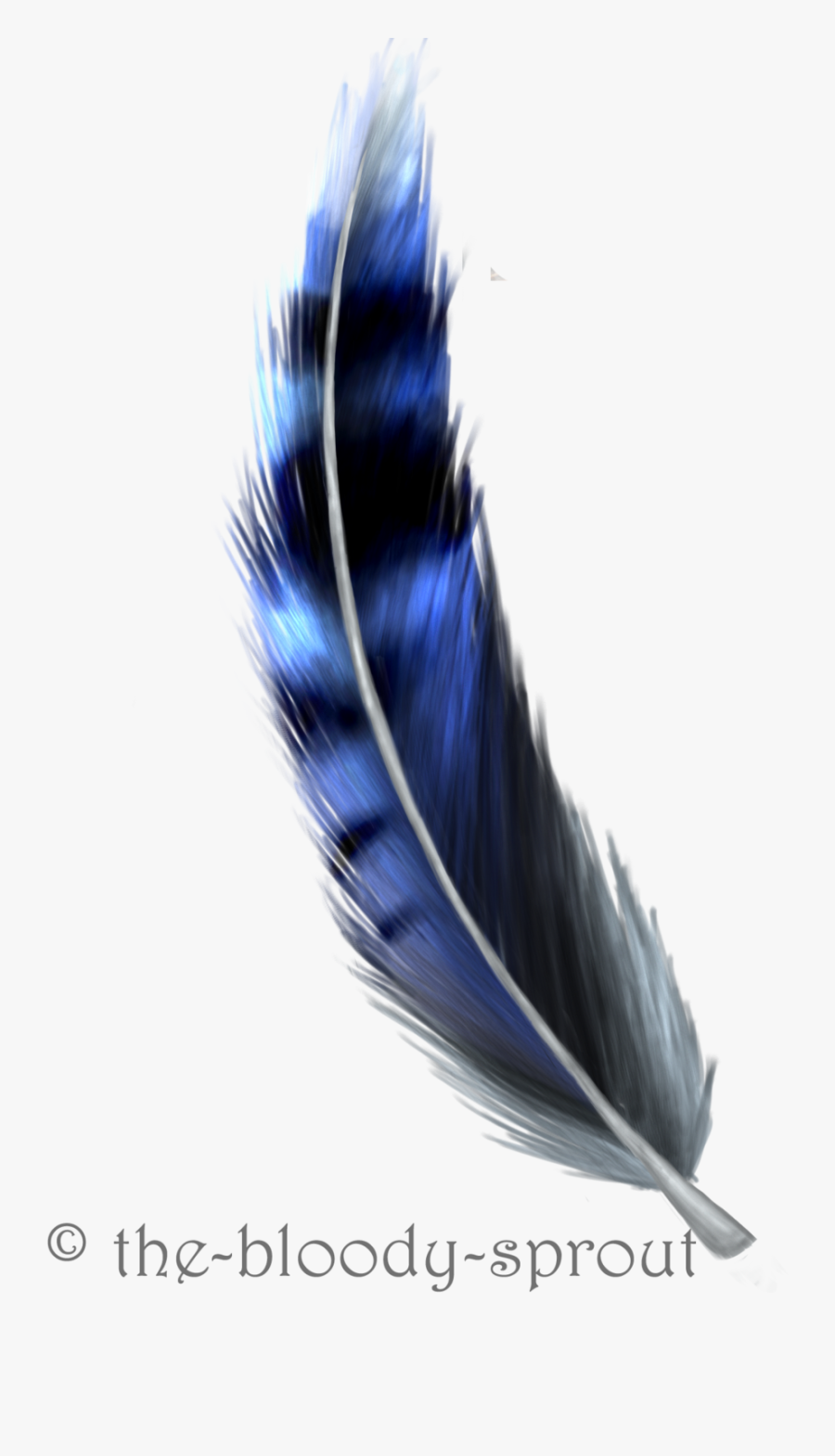 Clip Art Feather Drawing Randoms Pinterest - Blue Jay Feather Drawing, Transparent Clipart