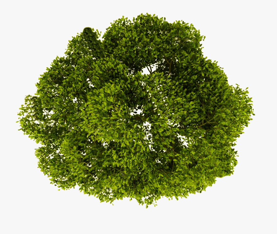 Png Images With Collections - Transparent Background Tree Png Plan, Transparent Clipart