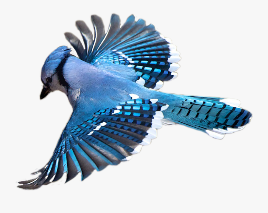 Birdwatching Flight Flying Bird Transprent Png Free - Blue Jay Bird Transparent, Transparent Clipart