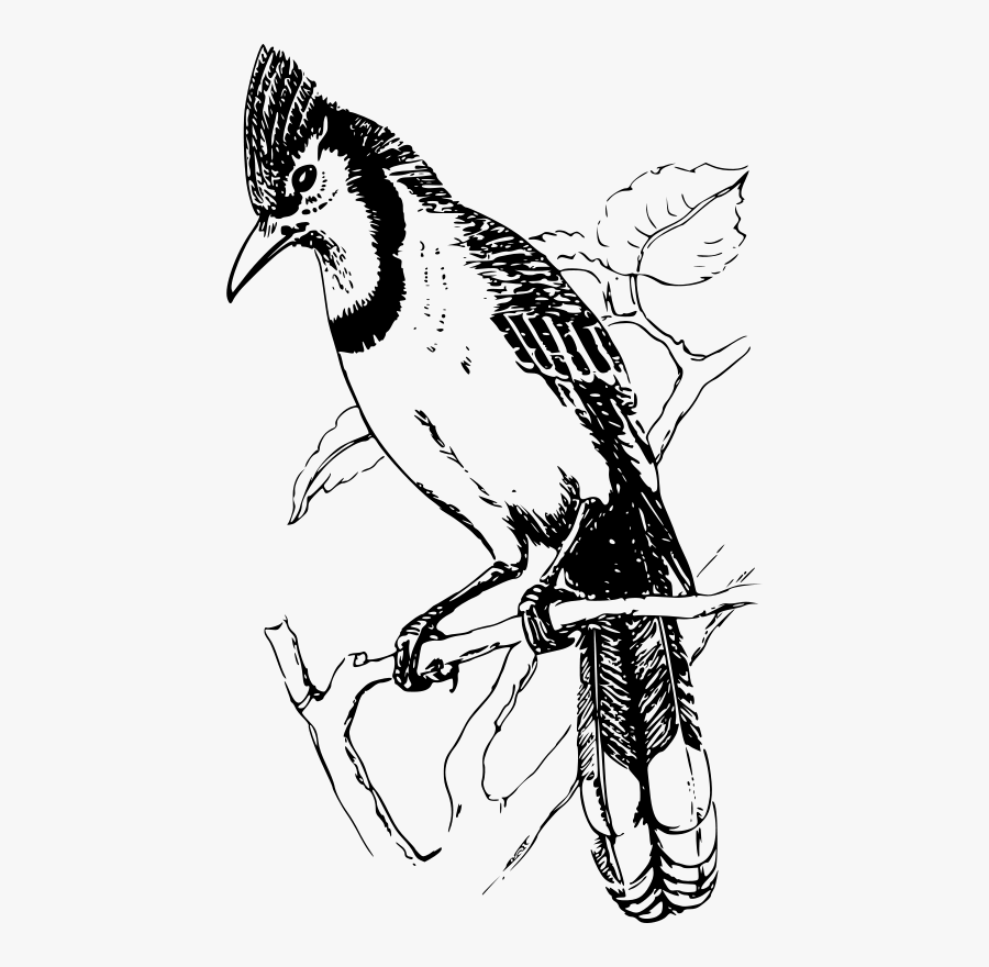 Art,beak,monochrome - Bulbul Bird Black And White, Transparent Clipart