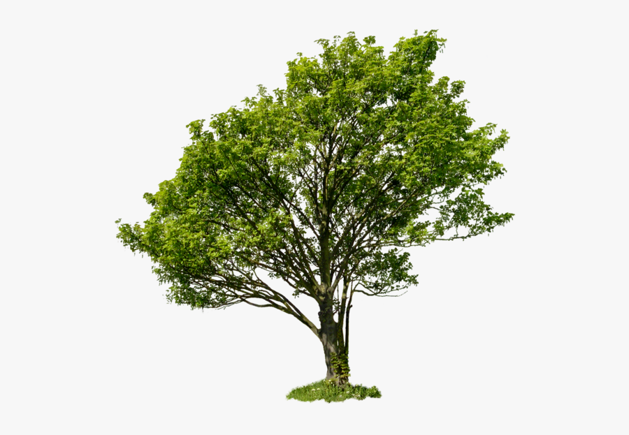 Apple Tree With No Leaves Clip Art Download - High Definition Plant Png, Transparent Clipart