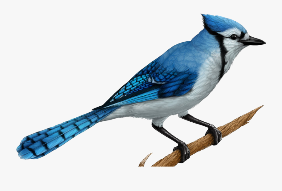 Transparent Blue Jay Png - Realistic Blue Jay Drawing, Transparent Clipart