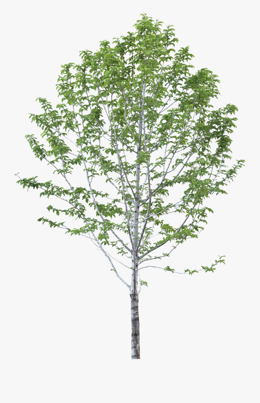 Transparent Autumn Trees Png - Arboles Png Sin Fondo, Transparent Clipart