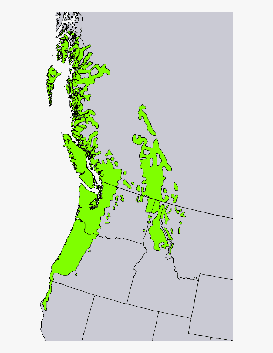 Thuja Plicata Range - Western Red Cedar Tree Range, Transparent Clipart