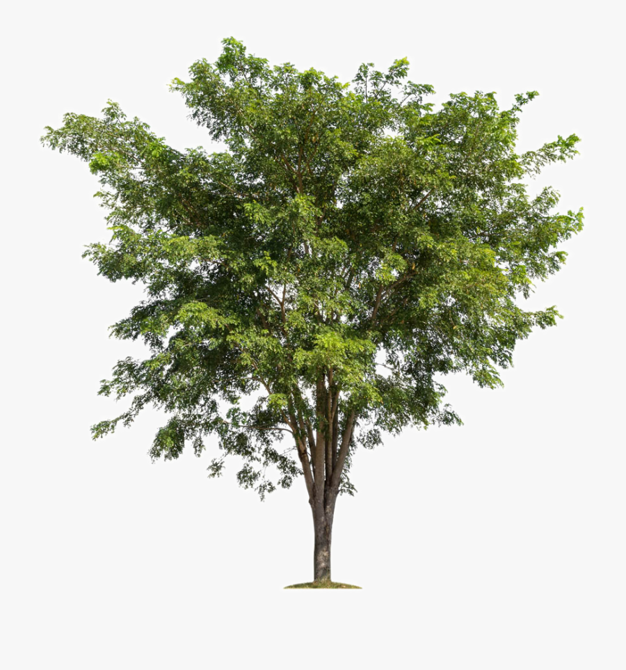 Lush Trees Tree Forest Branch Free Transparent Image - Tree Png Hd, Transparent Clipart