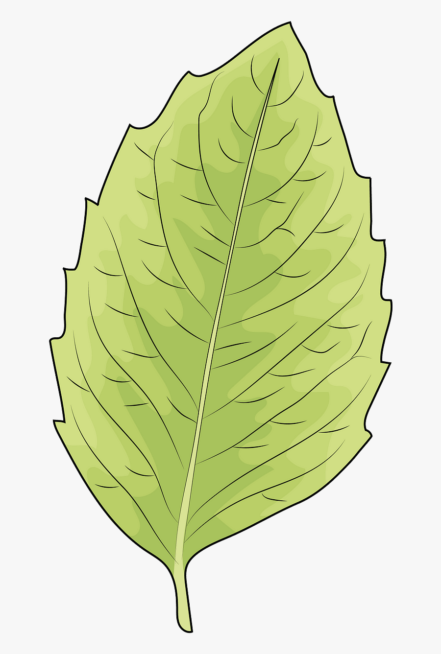 Beech, Transparent Clipart