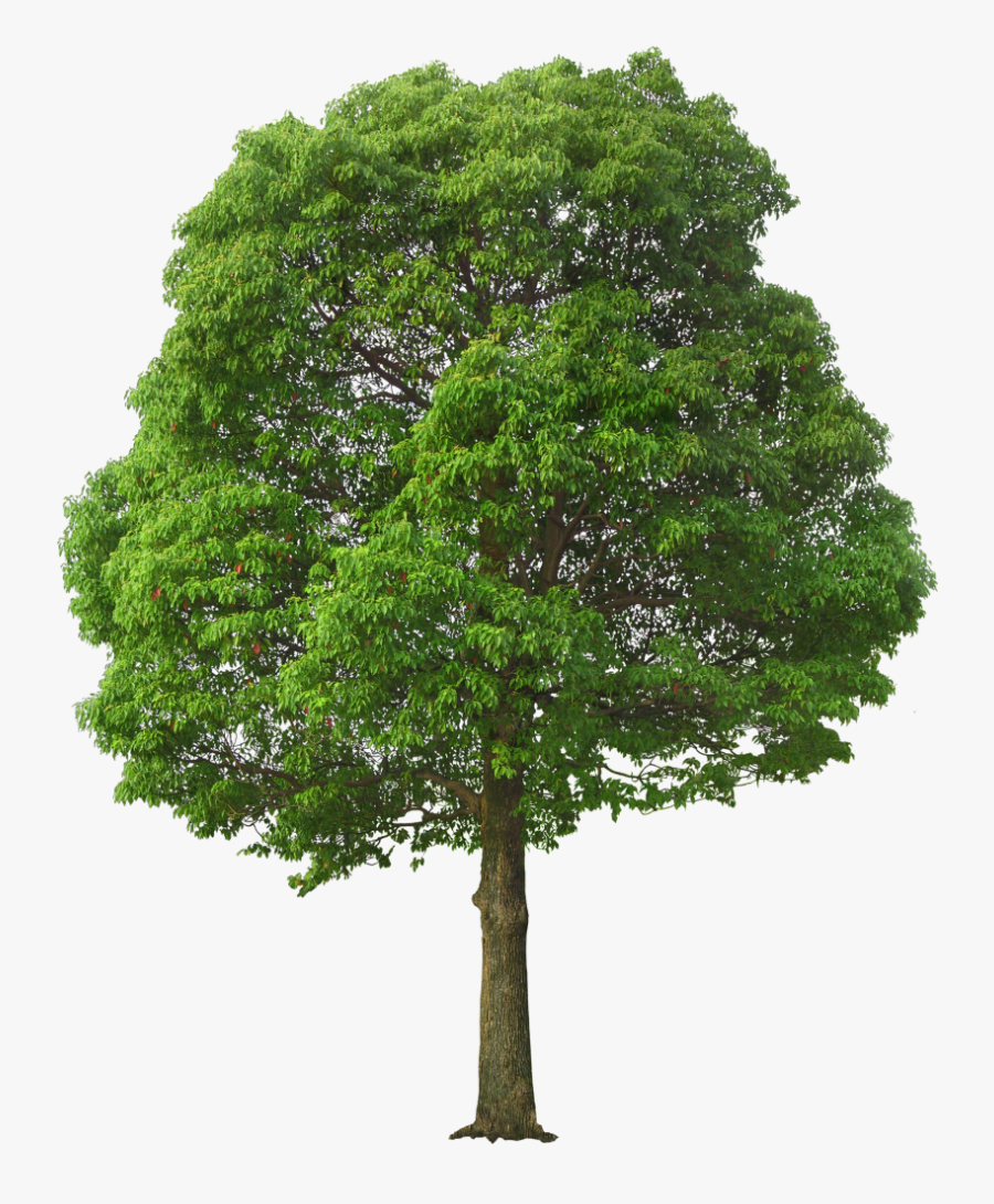 Transparent Birch Tree Png - Png Дерево, Transparent Clipart