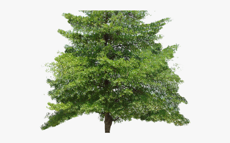 Pine Tree Clipart Ashoka Tree - Free 2d Tree Texture, Transparent Clipart