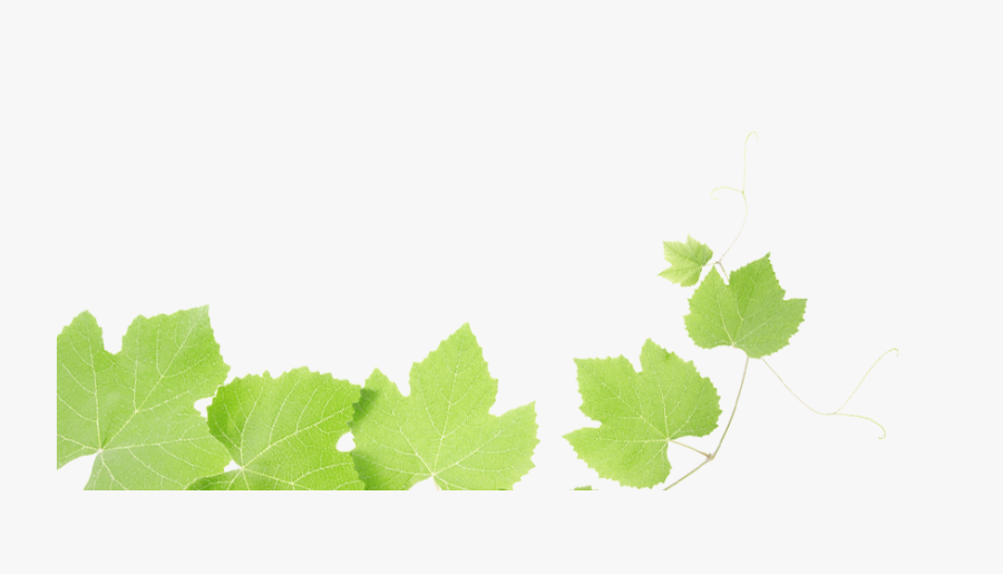 Grape 17 321 Clipart - Grape, Transparent Clipart