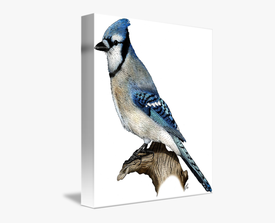 Blue Jay By Roger - Blue Jay, Transparent Clipart