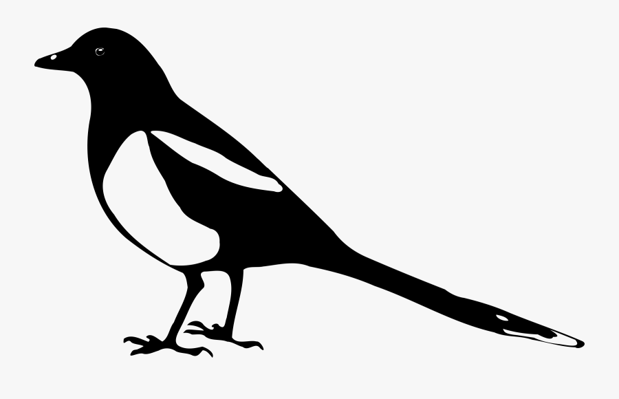 Crow Clipart Urraca, Transparent Clipart