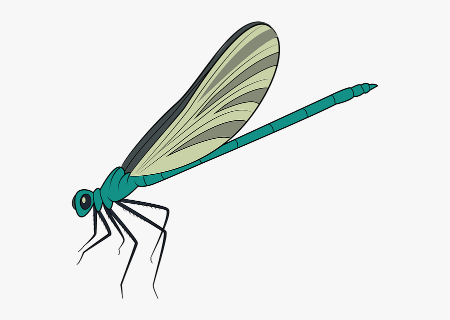 Damselfly, Transparent Clipart