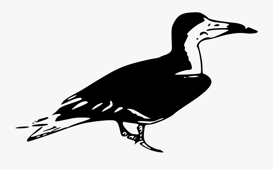Transparent Bluejay Clipart - Black Skimmer, Transparent Clipart