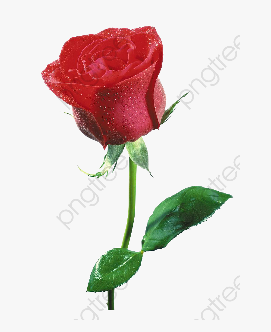 Free Flowers Buckle Creative - 一 朵 紅 玫瑰, Transparent Clipart