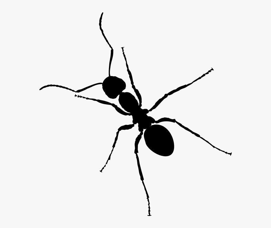 Ant - Black Ant Transparent Background, Transparent Clipart