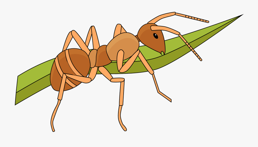 Ant, Transparent Clipart