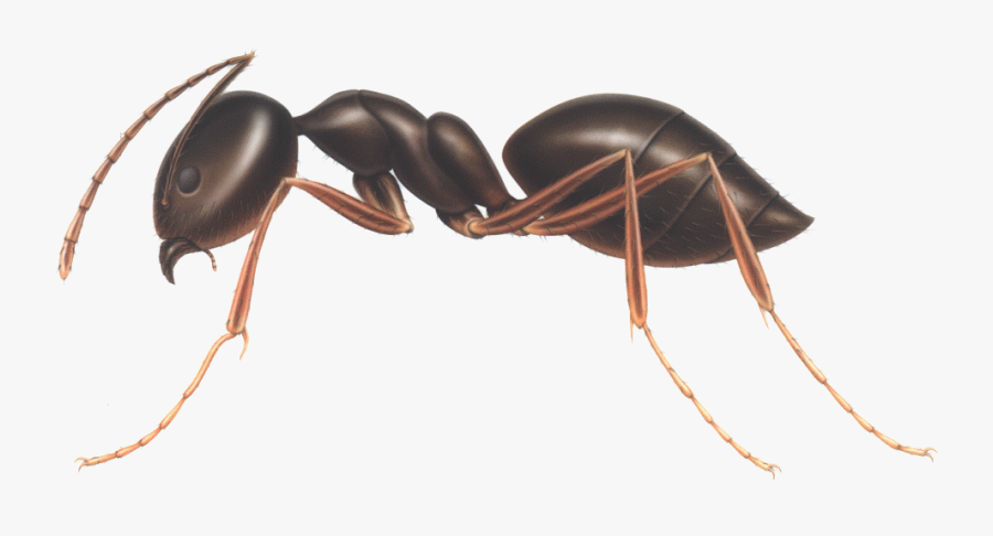 Download Ant Png Clipart - Odorous House Ant Vs Carpenter Ant, Transparent Clipart