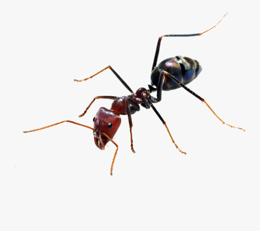 Transparent Ant Trail Clipart - Ant Png Transparent, Transparent Clipart