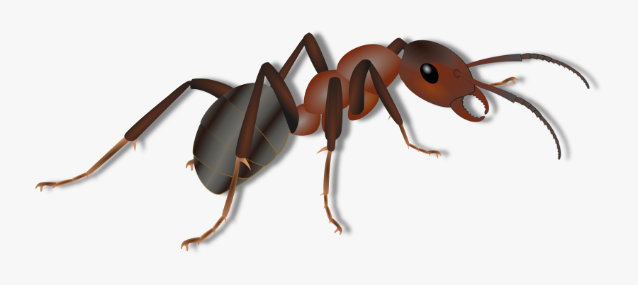 Ant Clipart Png, Transparent Clipart