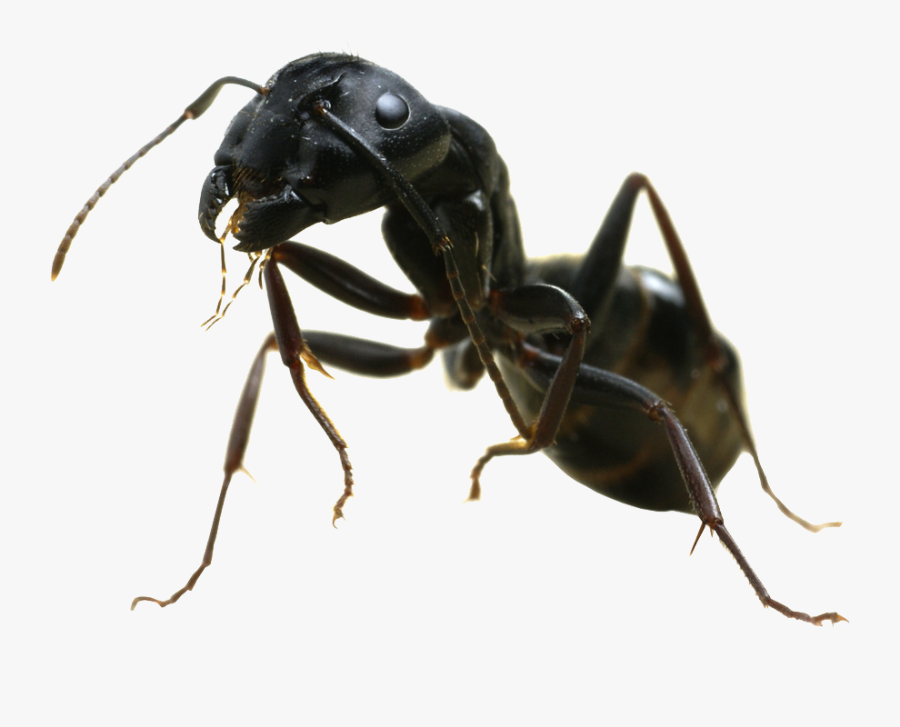 Ant Png - Black Ant, Transparent Clipart
