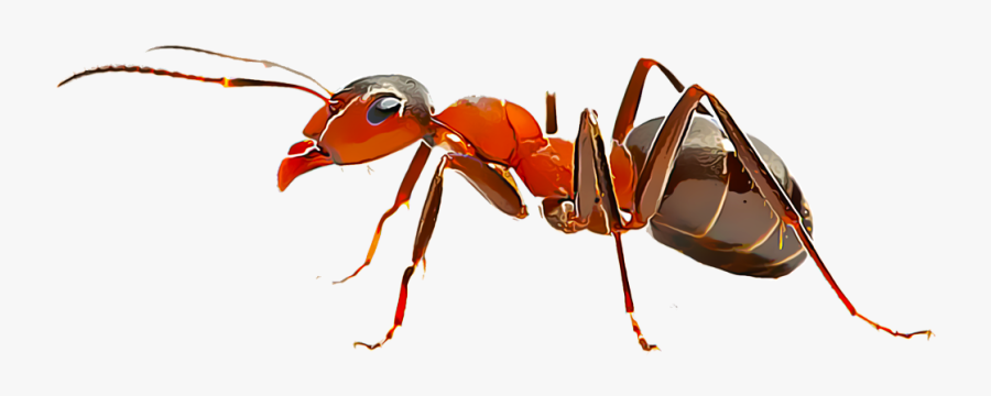 Clip Art Ant Pictures - Ants Die, Transparent Clipart