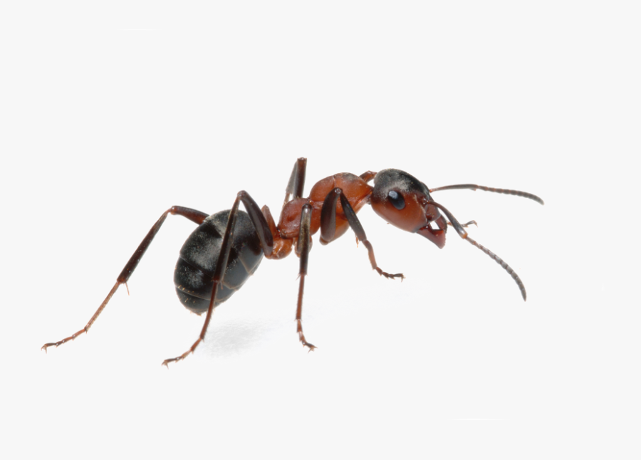 Crayola Marker Clipart - Pest Ants, Transparent Clipart