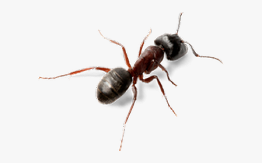 Transparent Background Png Image Of Ant, Transparent Clipart