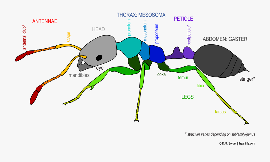 Anatomy The Life - Ant Diagram Color, Transparent Clipart