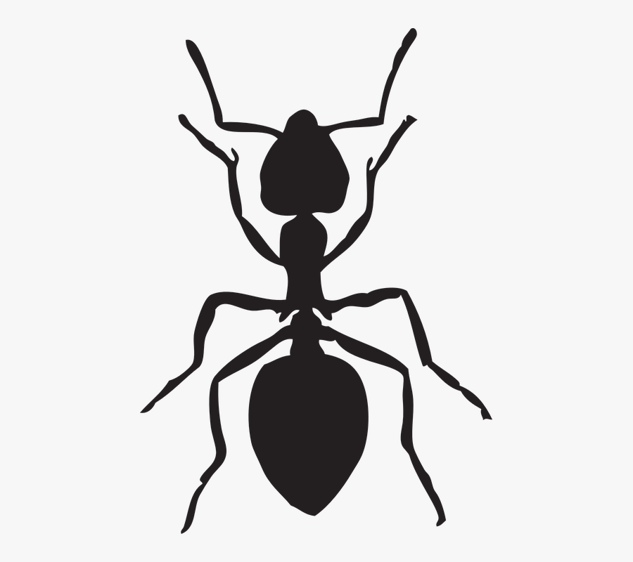 Ants Clipart Hewan - Ant Clip Art, Transparent Clipart