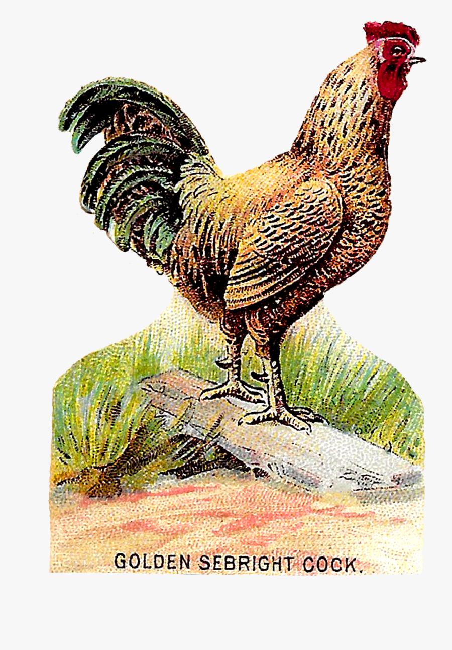 Illustration Vintage Chicken, Transparent Clipart