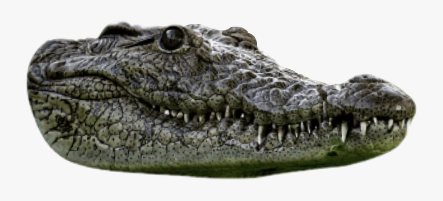 Transparent Aligator Clipart - American Crocodile, Transparent Clipart