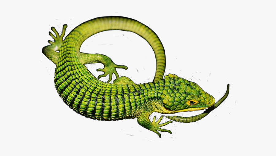 Lizard Aligator Green Reptile Edit - European Green Lizard, Transparent Clipart
