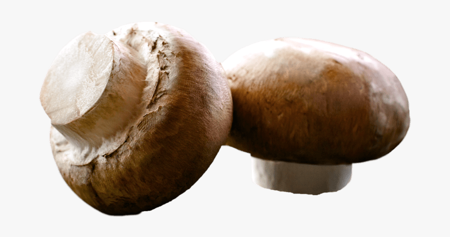 Png Stickpng Download - Mushroom, Transparent Clipart