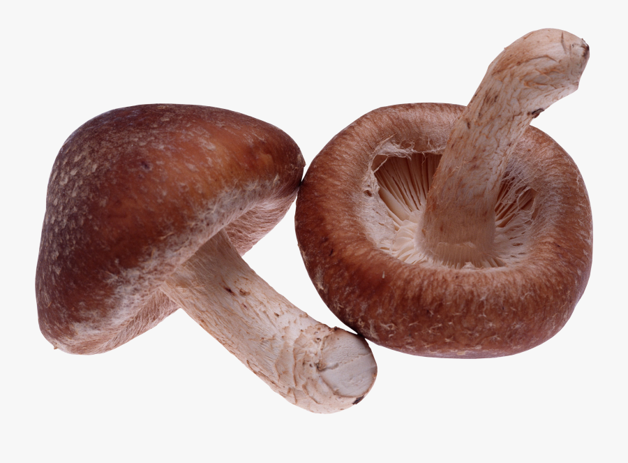 Transparent Mushroom Png - Shiitake Png, Transparent Clipart