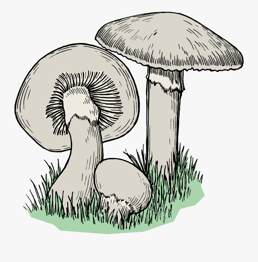 Mushrooms Clipart Mushroom Tree - Drawing Of A Fungi, Transparent Clipart