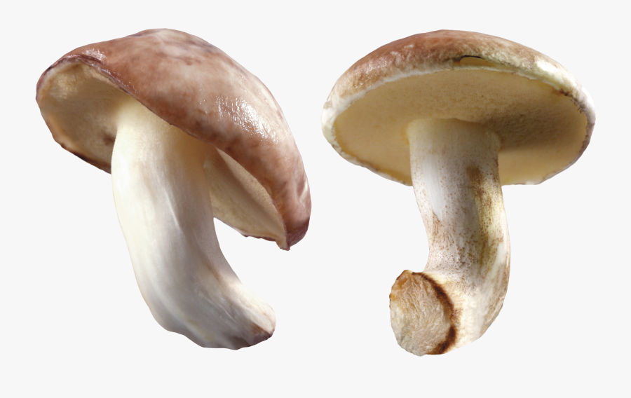 Transparent Fungi Clipart - Mushroom Farming In Nigeria, Transparent Clipart