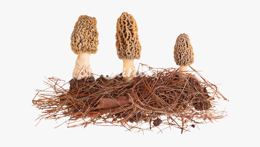Clip Art Morel And Pine Substrate - False Morel, Transparent Clipart