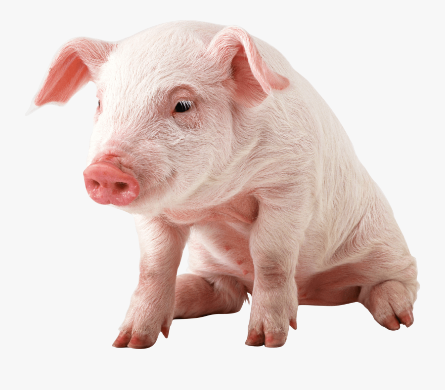 Pig Face Clipart - Pig Png, Transparent Clipart